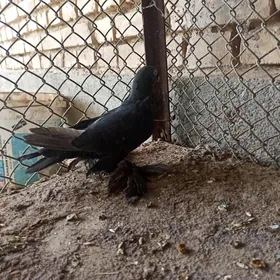 kepderi