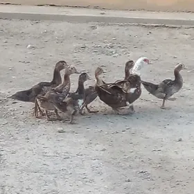 Ýaşylbaş
