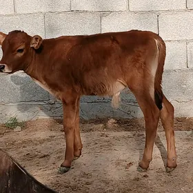 okuz tuwe