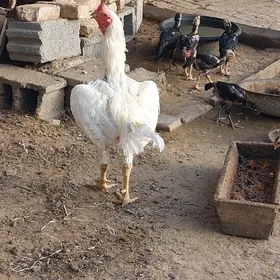 Taşkent horaz a