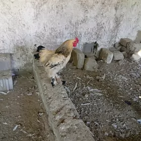 brama