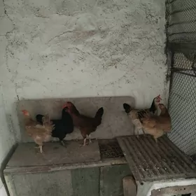 towuklar