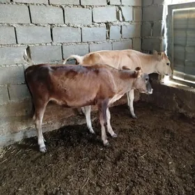tüwe