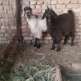 çewbiş