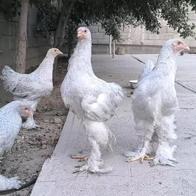BRAMA LAWANDA