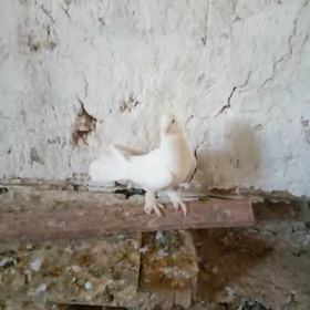kepderi