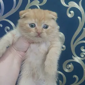 Скоттиш килт вислоухий