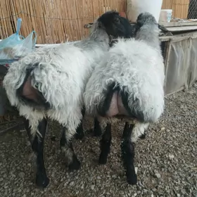 işşek