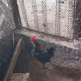 karlık horoz