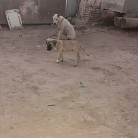 pitbul