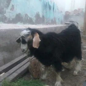 cewis