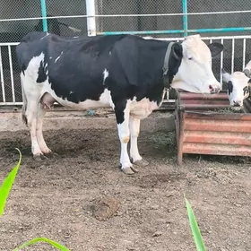 sygyr