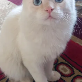 AK PIŞIK