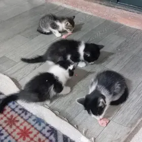 Котята
