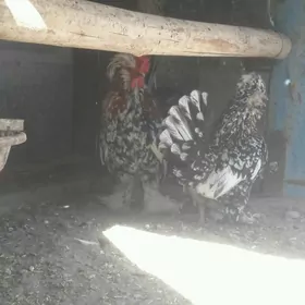 Ýaponçik Soltan