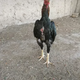 Horaz