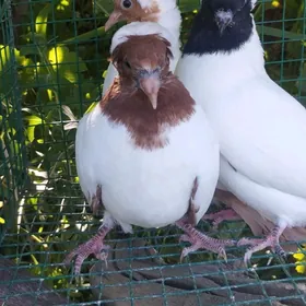 Kepderi
