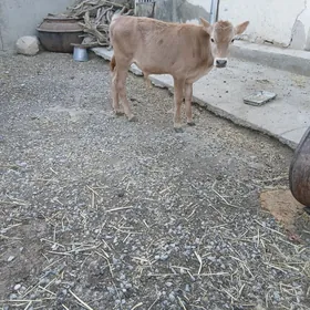 Öküzce