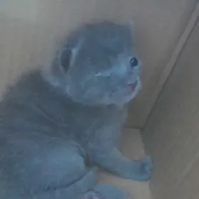 Катенок