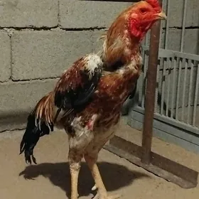 Taşkent horaz