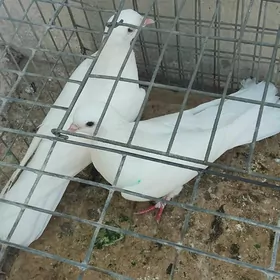 kepderi