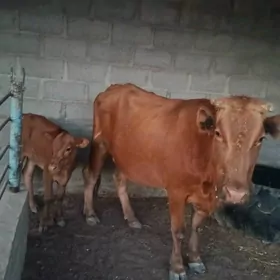Tanaly sygyr
