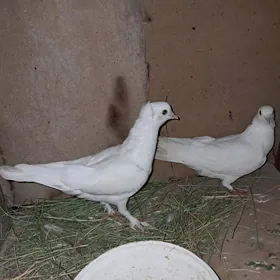 kepderi