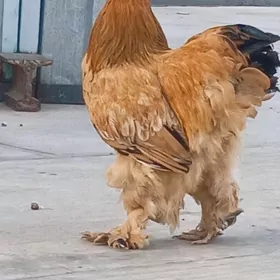 brama