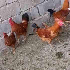 towuk horoz