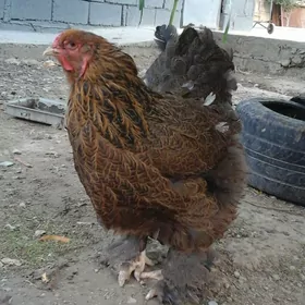 brama