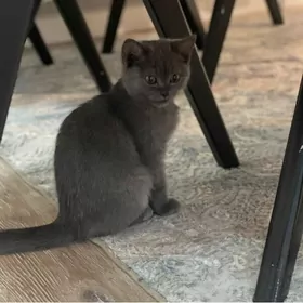 ШОТЛАНДСКИЙ КОТИК