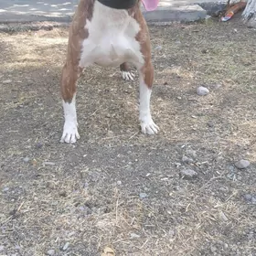 pitbull