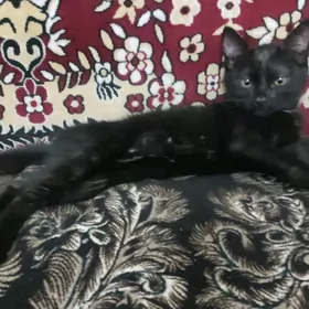 котенок