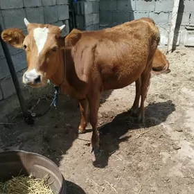 goleli sytuwe
