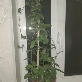 hoya