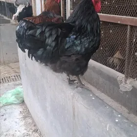 Brama Gigant Horazlar