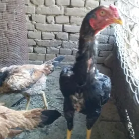 horaz