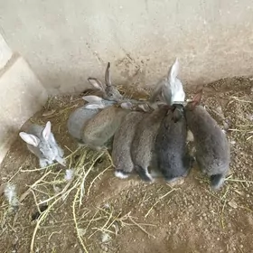 towşan