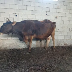 Bogaz Sygyr