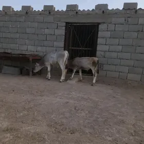 öküzçe