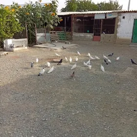 kepderi