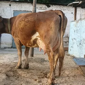 sygyr