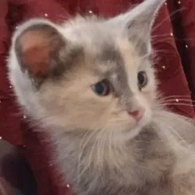 pişik кошка