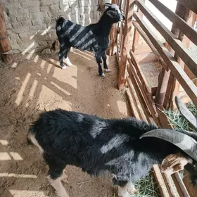 Дог 2 саны