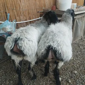 işşek