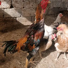 taşkent