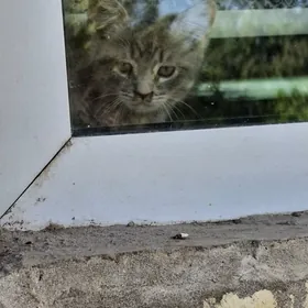 котёнок мальчик