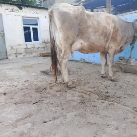 göleli sygyr