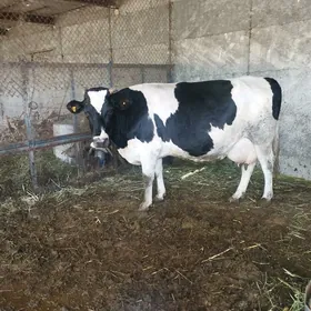 arassa Galisteyin boğaz 6aylyk