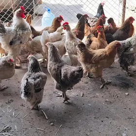 paroda towuk horaz